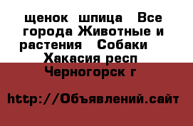 щенок  шпица - Все города Животные и растения » Собаки   . Хакасия респ.,Черногорск г.